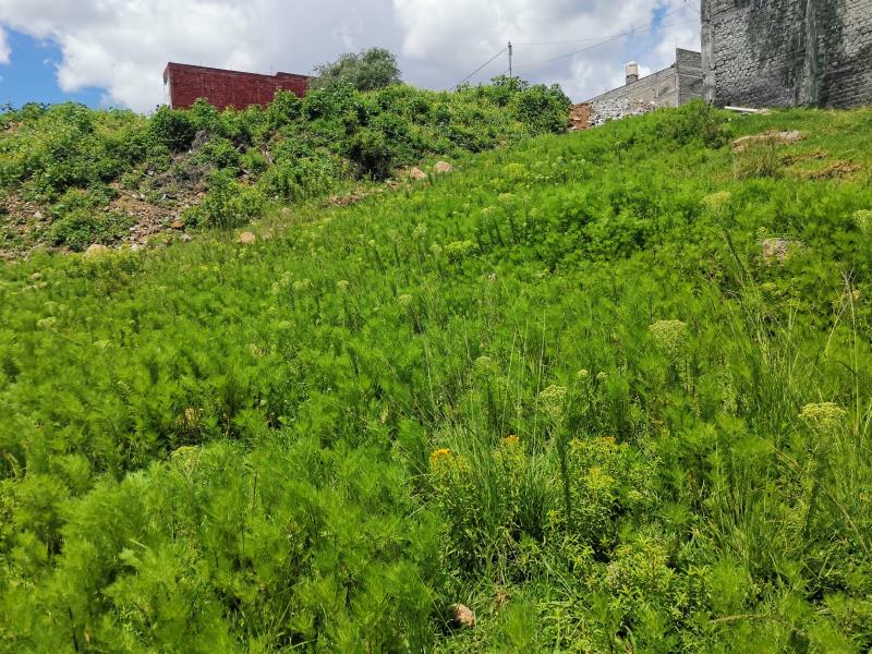 Terreno en venta en Los Encinos