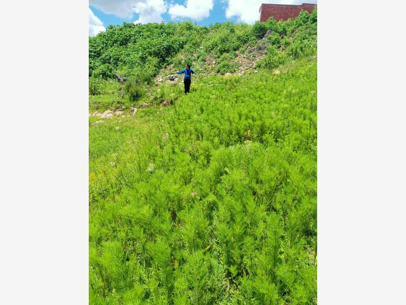 Terreno en venta en Los Encinos