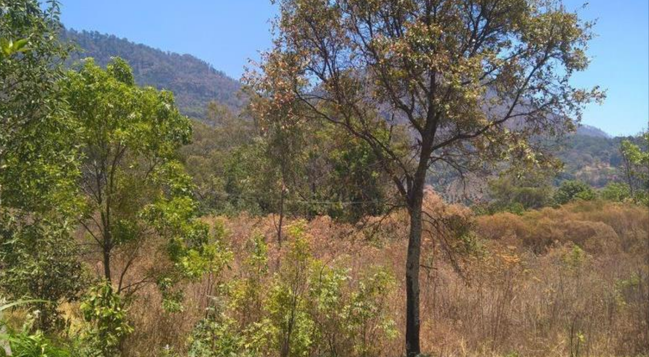 Terreno en Venta en El Temazcal (Charo)