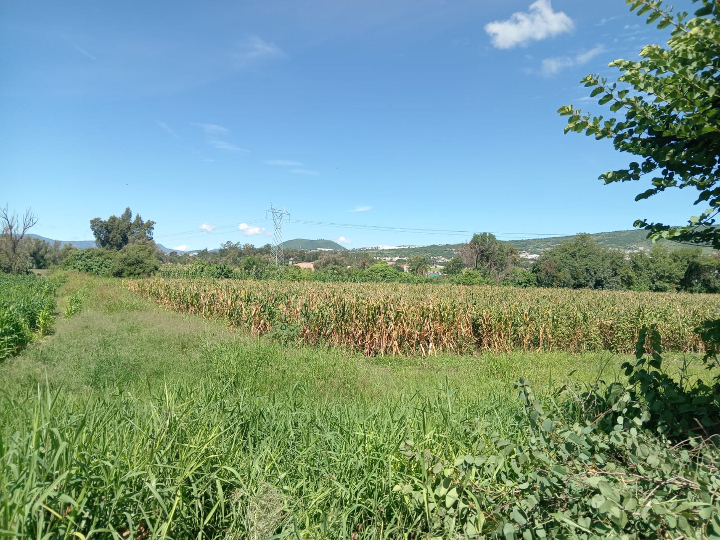 Hectareas en Venta en La Ciénega