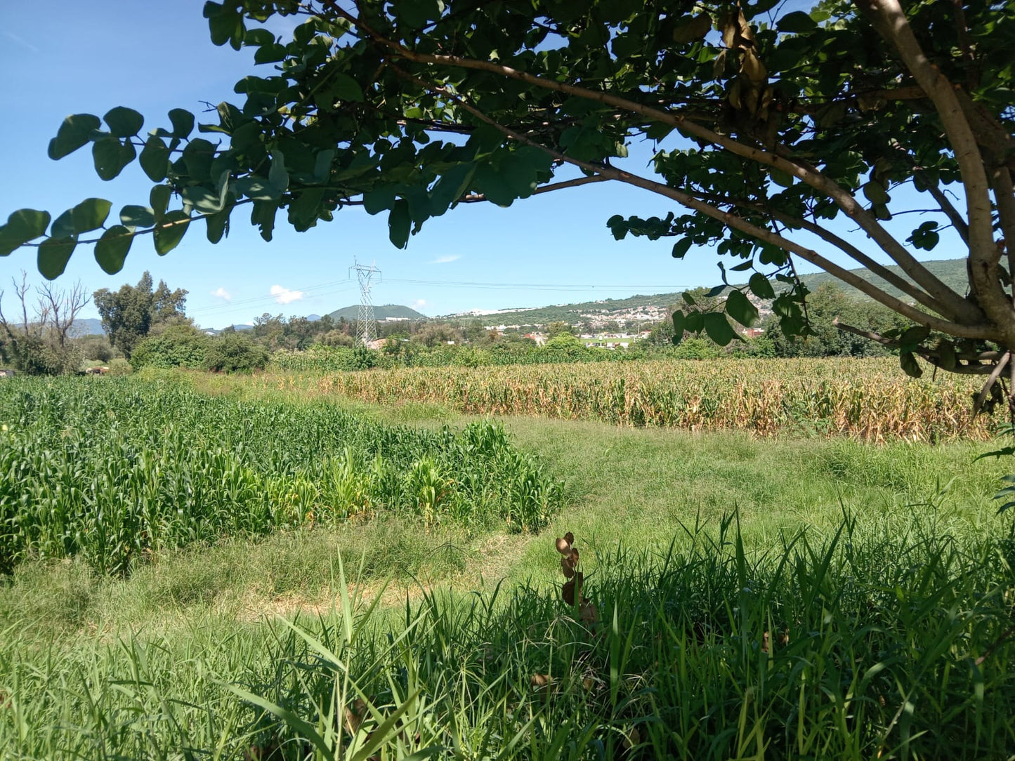 Hectareas en Venta en La Ciénega