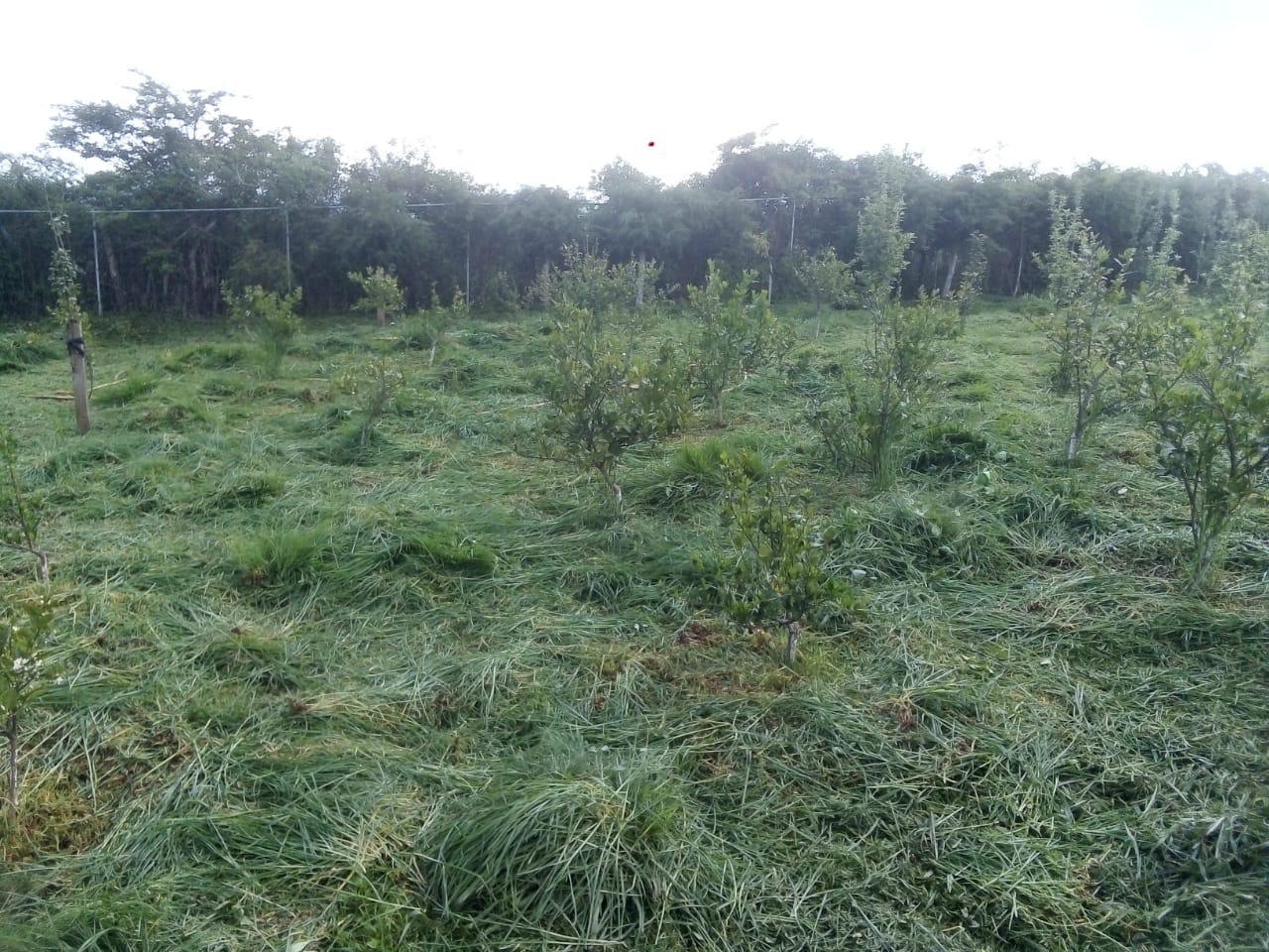 Hectarea con Cabaña en Venta en Las Cañas