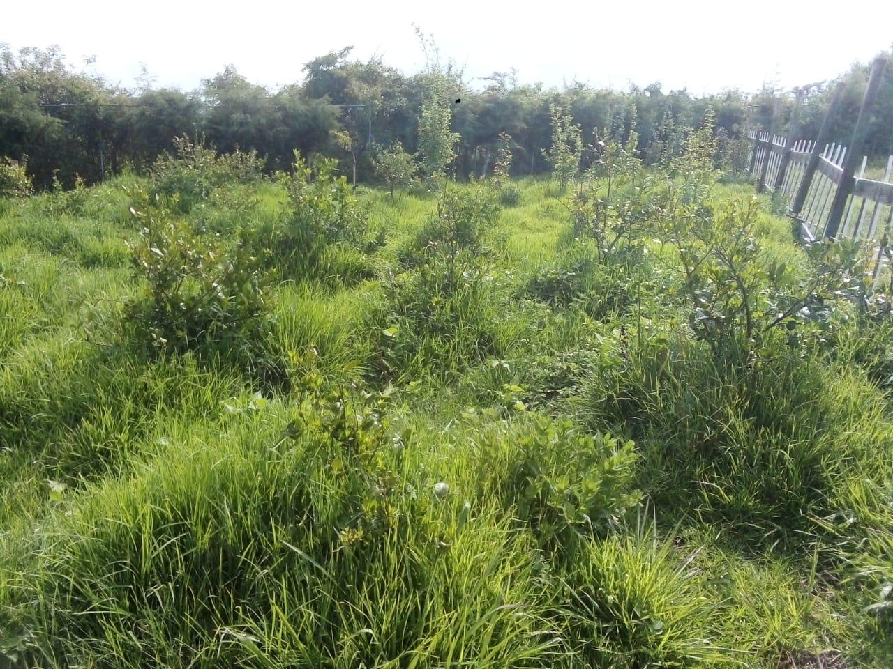 Hectarea con Cabaña en Venta en Las Cañas