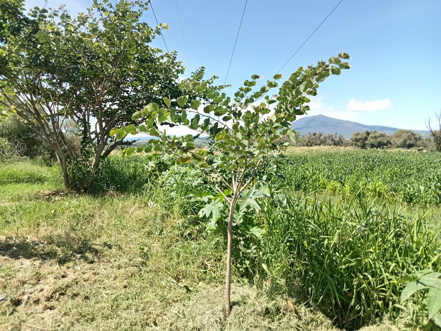 Hectareas en Venta en La Ciénega
